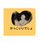 ワンとニャ（個別スタンプ：23）