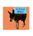 ワンとニャ（個別スタンプ：24）