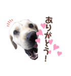 べりちゃんが喋るぞ（個別スタンプ：3）