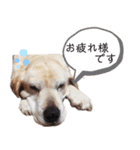 べりちゃんが喋るぞ（個別スタンプ：4）