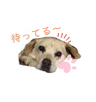 べりちゃんが喋るぞ（個別スタンプ：5）