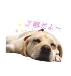 べりちゃんが喋るぞ（個別スタンプ：10）