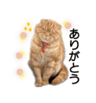 スコネコのきなこ！（個別スタンプ：1）