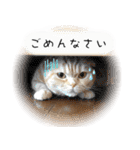 スコネコのきなこ！（個別スタンプ：2）