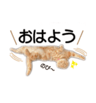 スコネコのきなこ！（個別スタンプ：3）