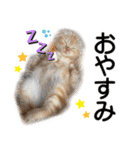 スコネコのきなこ！（個別スタンプ：4）