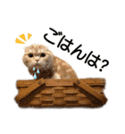 スコネコのきなこ！（個別スタンプ：5）