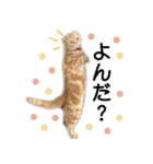 スコネコのきなこ！（個別スタンプ：6）