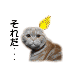 スコネコのきなこ！（個別スタンプ：7）