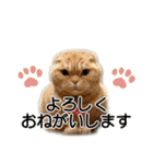 スコネコのきなこ！（個別スタンプ：10）