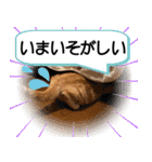 スコネコのきなこ！（個別スタンプ：11）