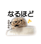 スコネコのきなこ！（個別スタンプ：12）
