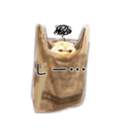 スコネコのきなこ！（個別スタンプ：13）