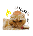 スコネコのきなこ！（個別スタンプ：14）