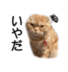 スコネコのきなこ！（個別スタンプ：15）