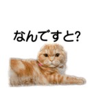 スコネコのきなこ！（個別スタンプ：16）