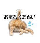 スコネコのきなこ！（個別スタンプ：17）