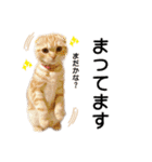 スコネコのきなこ！（個別スタンプ：18）