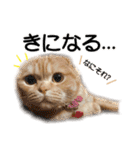 スコネコのきなこ！（個別スタンプ：19）