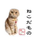 スコネコのきなこ！（個別スタンプ：21）