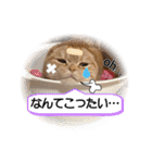 スコネコのきなこ！（個別スタンプ：22）