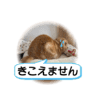スコネコのきなこ！（個別スタンプ：24）