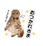 スコネコのきなこ！（個別スタンプ：27）