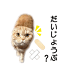 スコネコのきなこ！（個別スタンプ：28）