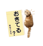 スコネコのきなこ！（個別スタンプ：29）