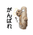 スコネコのきなこ！（個別スタンプ：30）