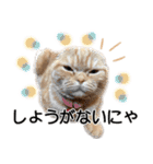 スコネコのきなこ！（個別スタンプ：32）