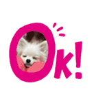 双子ポメラニアン！しなみるスタンプ！（個別スタンプ：6）