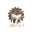双子ポメラニアン！しなみるスタンプ！（個別スタンプ：30）