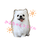 双子ポメラニアン！しなみるスタンプ！（個別スタンプ：36）