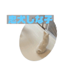 双子ポメラニアン！しなみるスタンプ！（個別スタンプ：37）