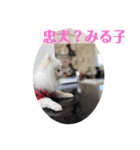 双子ポメラニアン！しなみるスタンプ！（個別スタンプ：38）
