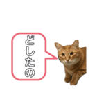 ネコとイヌ 日常会話（個別スタンプ：3）