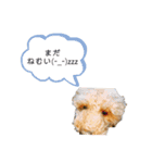 ネコとイヌ 日常会話（個別スタンプ：4）