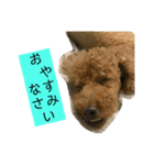 ネコとイヌ 日常会話（個別スタンプ：5）