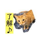 ネコとイヌ 日常会話（個別スタンプ：6）