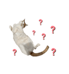 彼氏の家の猫が可愛すぎる（個別スタンプ：1）