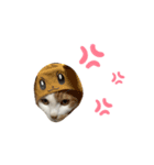 彼氏の家の猫が可愛すぎる（個別スタンプ：4）