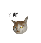 彼氏の家の猫が可愛すぎる（個別スタンプ：5）