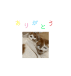 彼氏の家の猫が可愛すぎる（個別スタンプ：6）