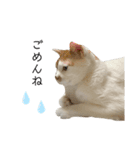 彼氏の家の猫が可愛すぎる（個別スタンプ：8）