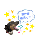 日本テリアの麗音・チワワのぷぅ〜（個別スタンプ：20）