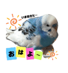 セキセイインコのヒメルちゃん♡（個別スタンプ：1）