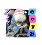 セキセイインコのヒメルちゃん♡（個別スタンプ：2）