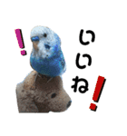 セキセイインコのヒメルちゃん♡（個別スタンプ：4）