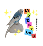 セキセイインコのヒメルちゃん♡（個別スタンプ：5）